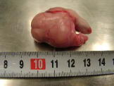 摘出した睾丸腫瘍です。